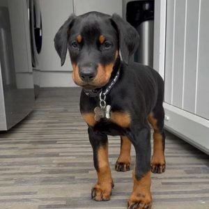 doberman puppies for sale