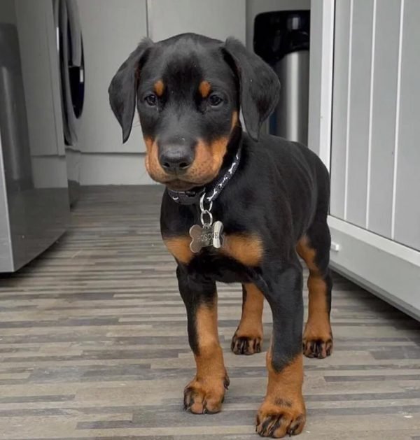 doberman puppies for sale